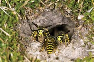 Wasps — Stockton, CA — Area Wide Exterminators
