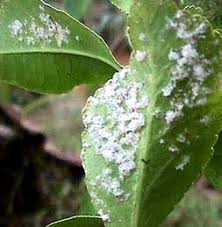 Leaves — Stockton, CA — Area Wide Exterminators