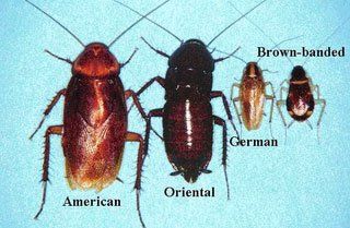 Cockroaches — Stockton, CA — Area Wide Exterminators