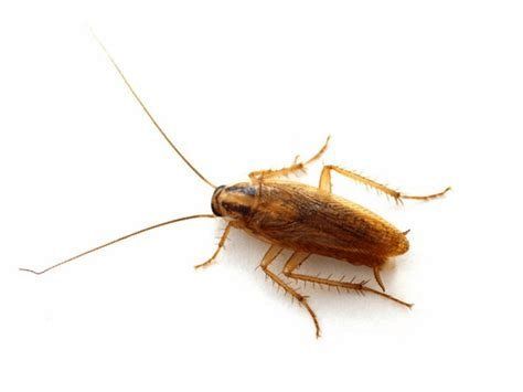 Cockroach — Stockton, CA — Area Wide Exterminators