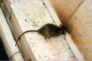 Rodent Control — Stockton, CA — Area Wide Exterminators