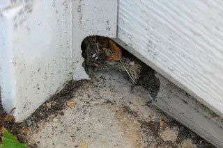 Rodent Service — Stockton, CA — Area Wide Exterminators