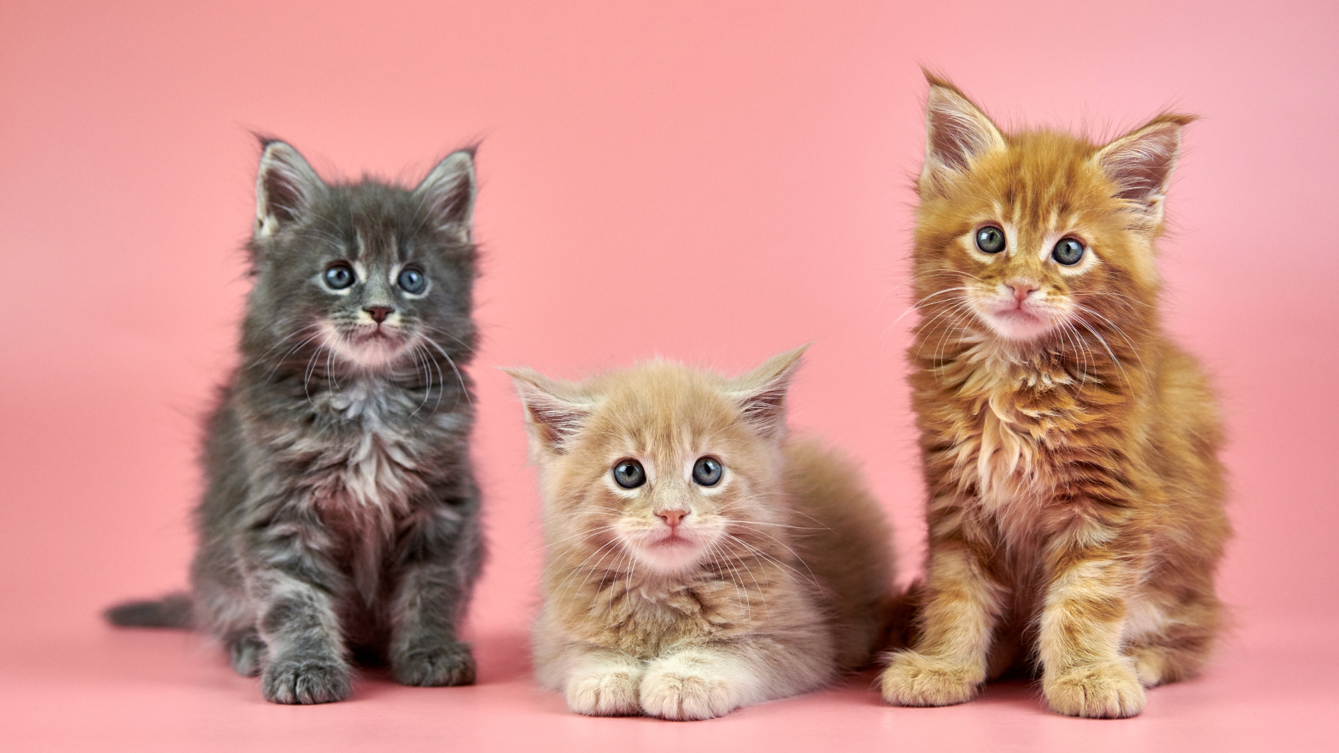 Maine coon kitten