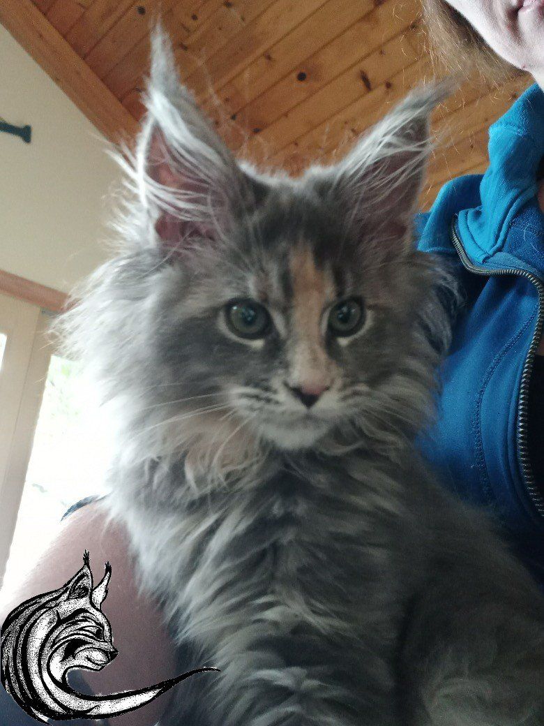 Maine coon kitten