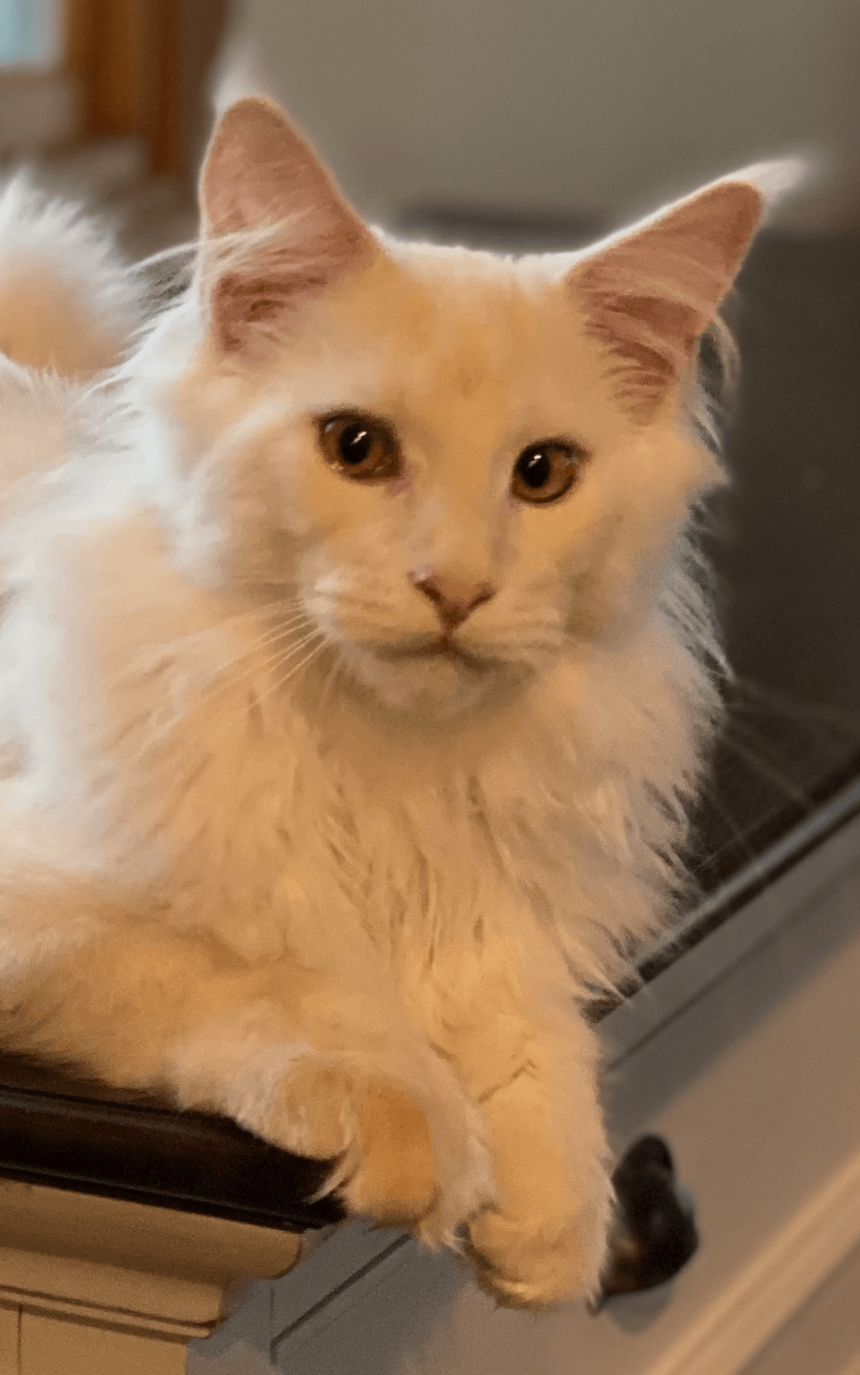 Maine Coon