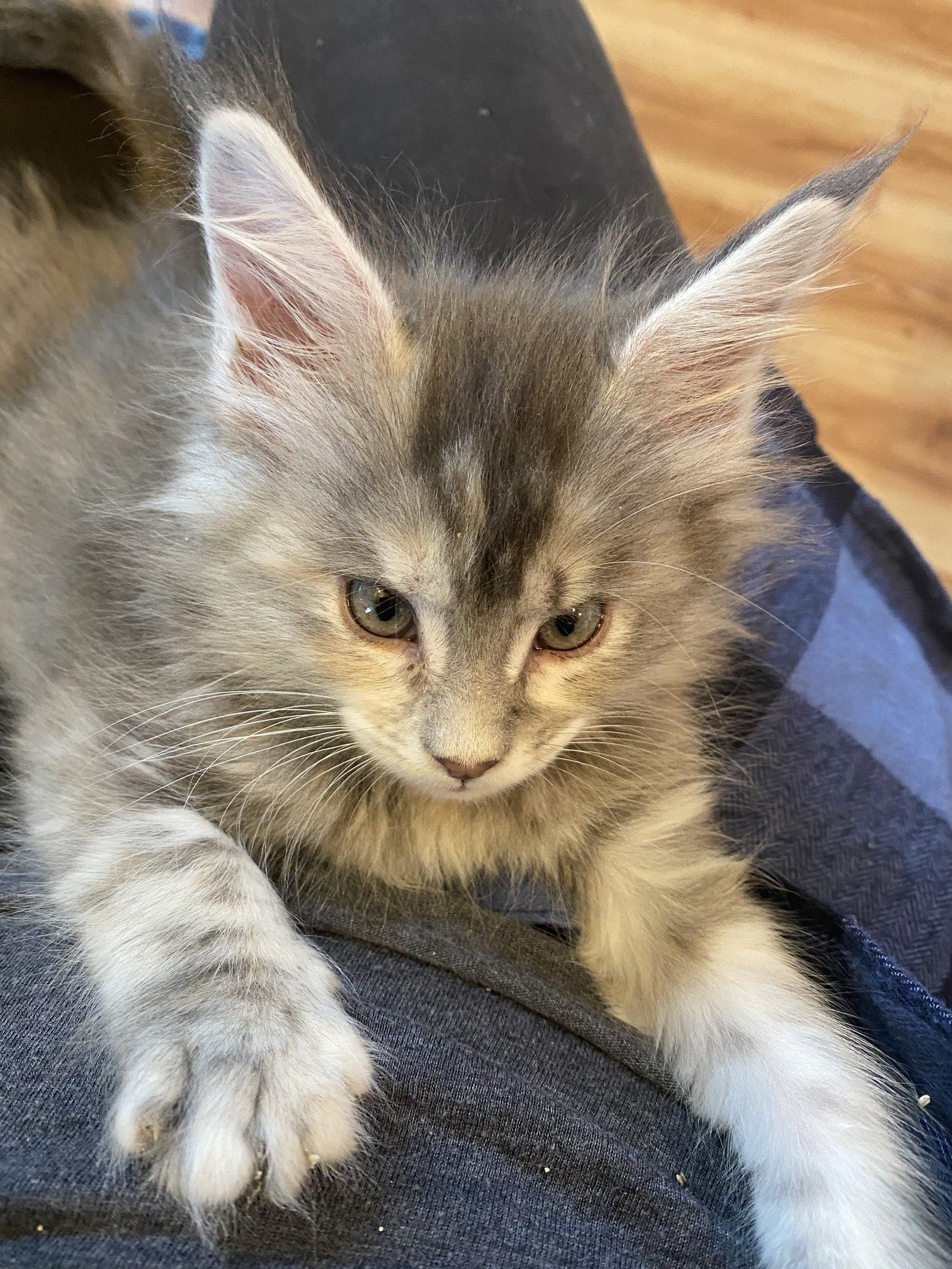 Maine Coon Kittens | Ottertail, MN | 701-730-2135