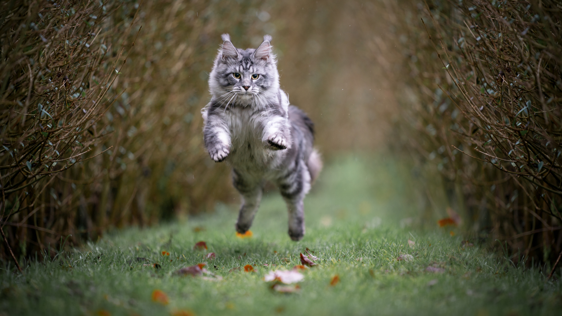 Maine coon kitten