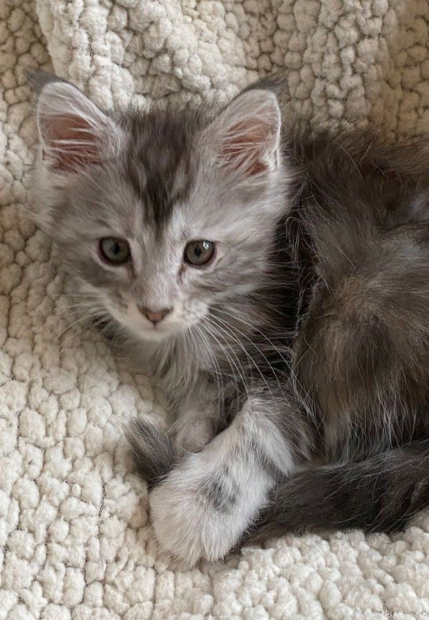 Maine Coon Kittens | Ottertail, MN | 701-730-2135