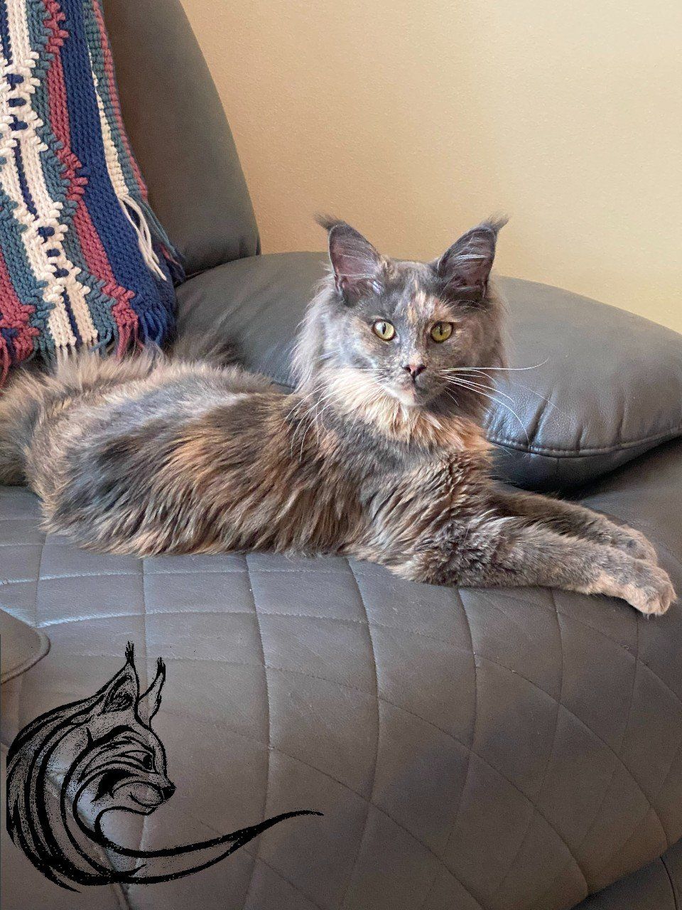 Maine Coon