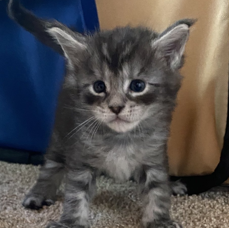 Maine Coon Kittens | Ottertail, MN | 701-730-2135