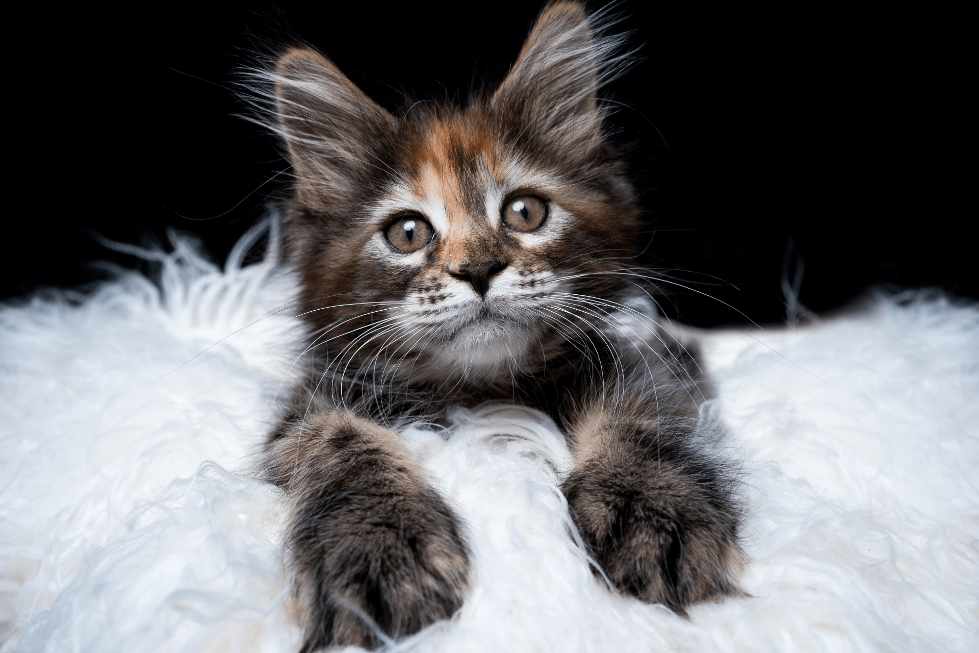 Maine coon kitten