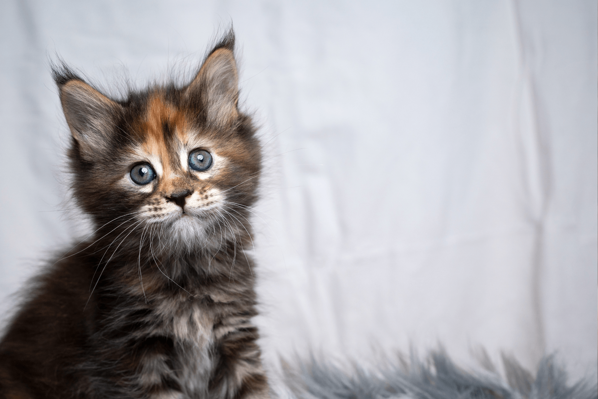 Maine coon kitten