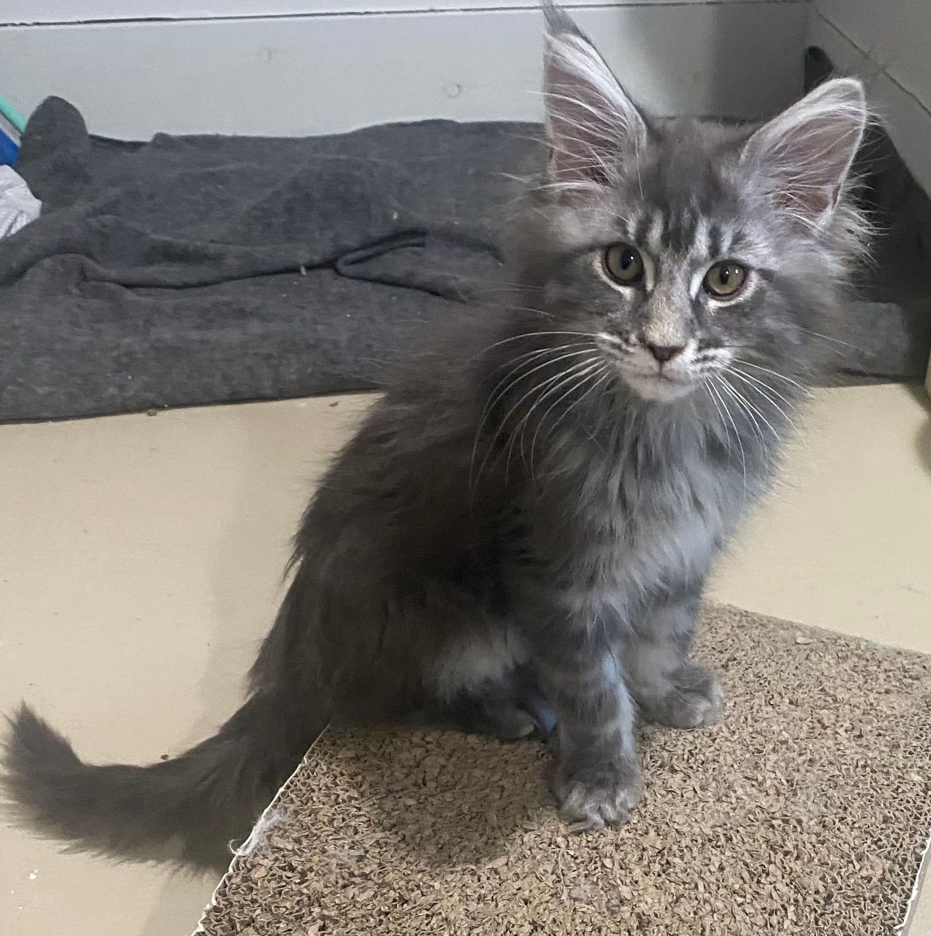 Maine Coon Kittens Ottertail, MN 7017302135