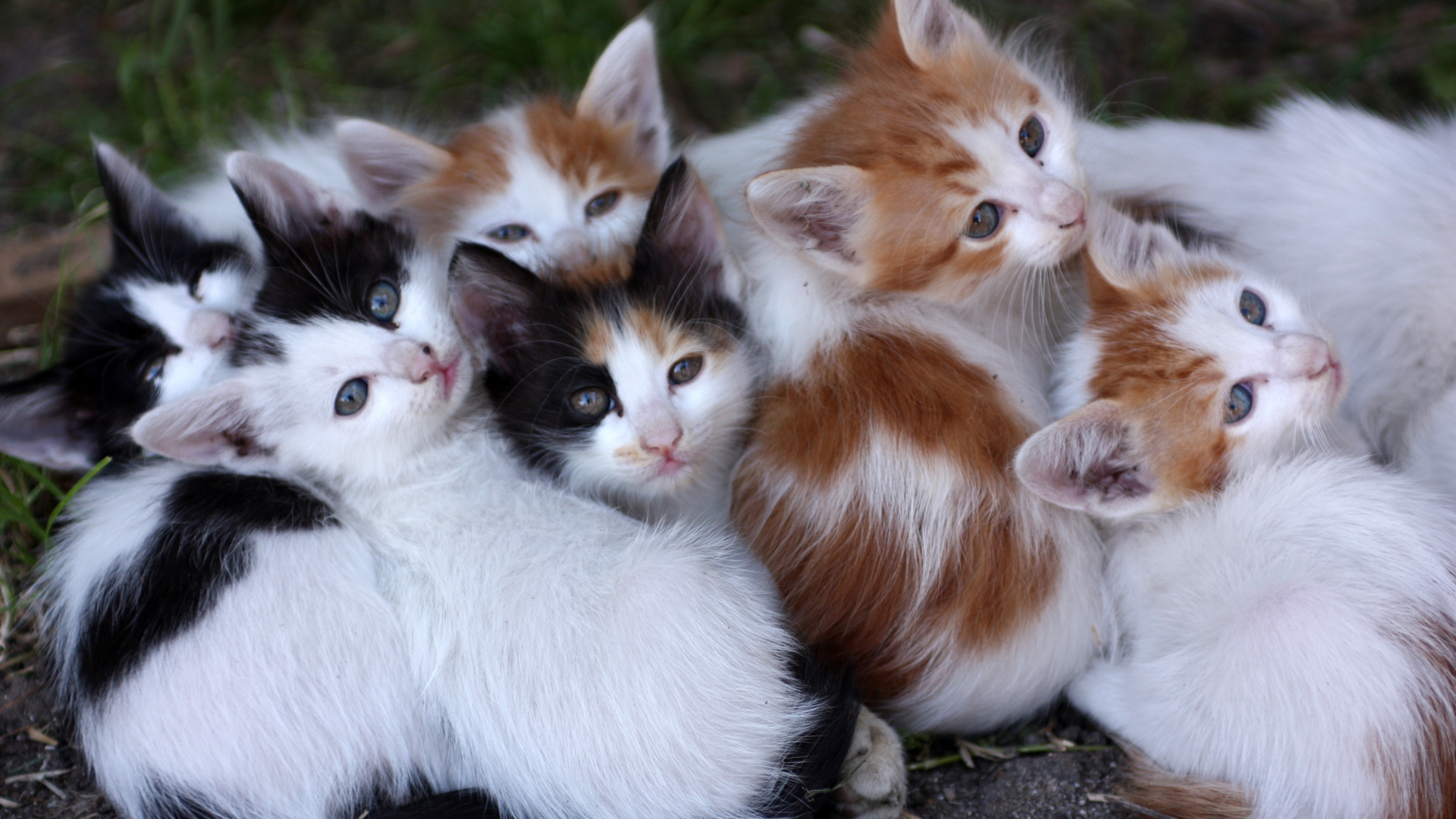 Maine coon kitten