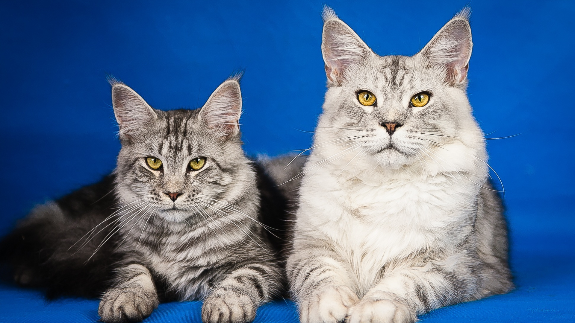 Maine coon kitten