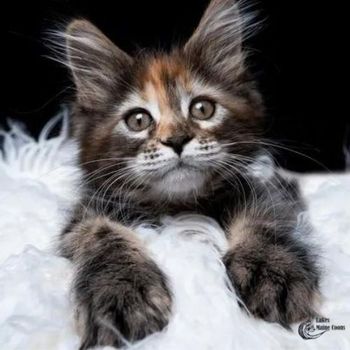 maine coons for adoption