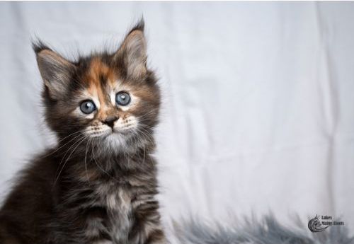 Maine coon kitten