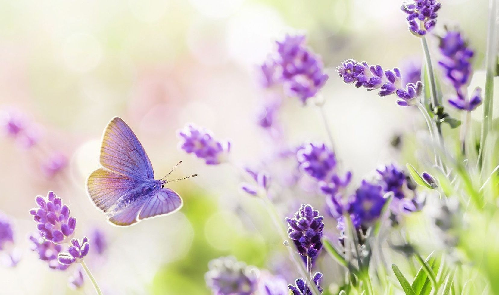The sun is setting over a field of flowers and trees.