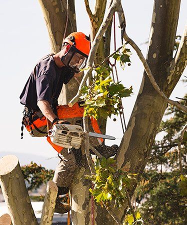 Stump Grinding — Tree Removal in Gainesville, FL