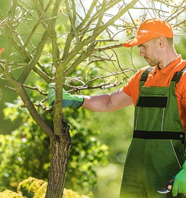 Cabling — Tree Care in Gainesville, FL