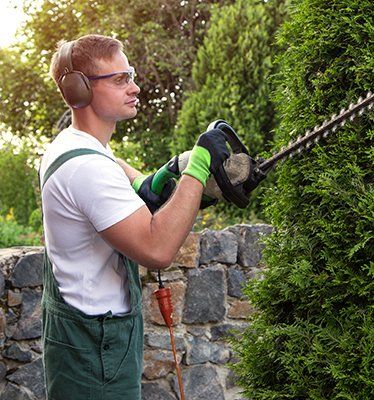 Tree Removal — Tree Trimming in Gainesville, FL