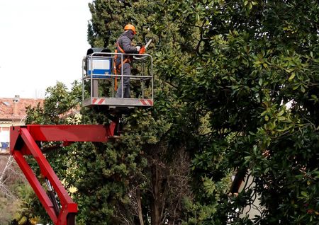 Tree Service — Cutting Tree Branches in Gainesville, FL