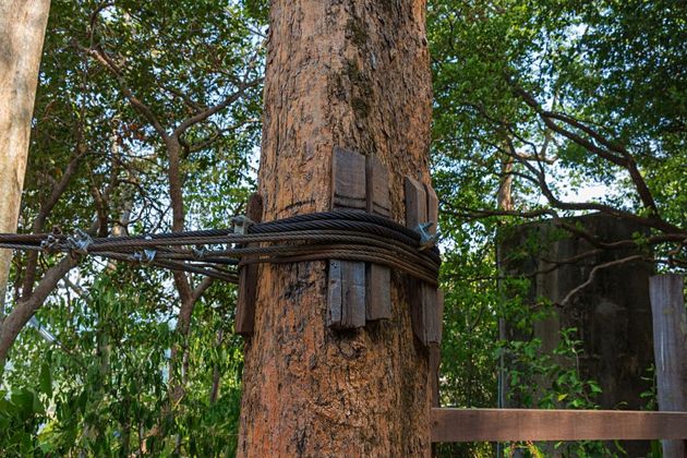 a tree with a fence around it in the woods