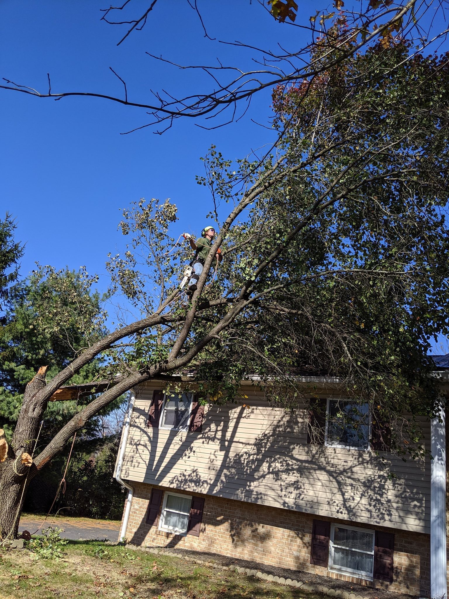 A large tree is fallen on top of a house.