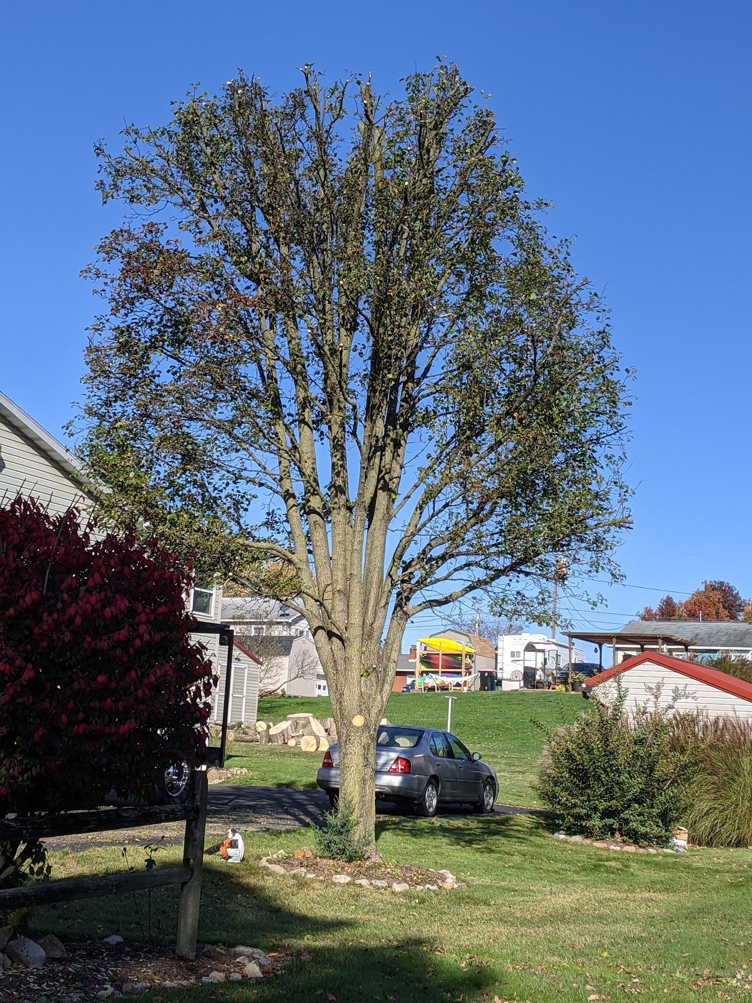 A car is parked in front of a large tree in a yard.