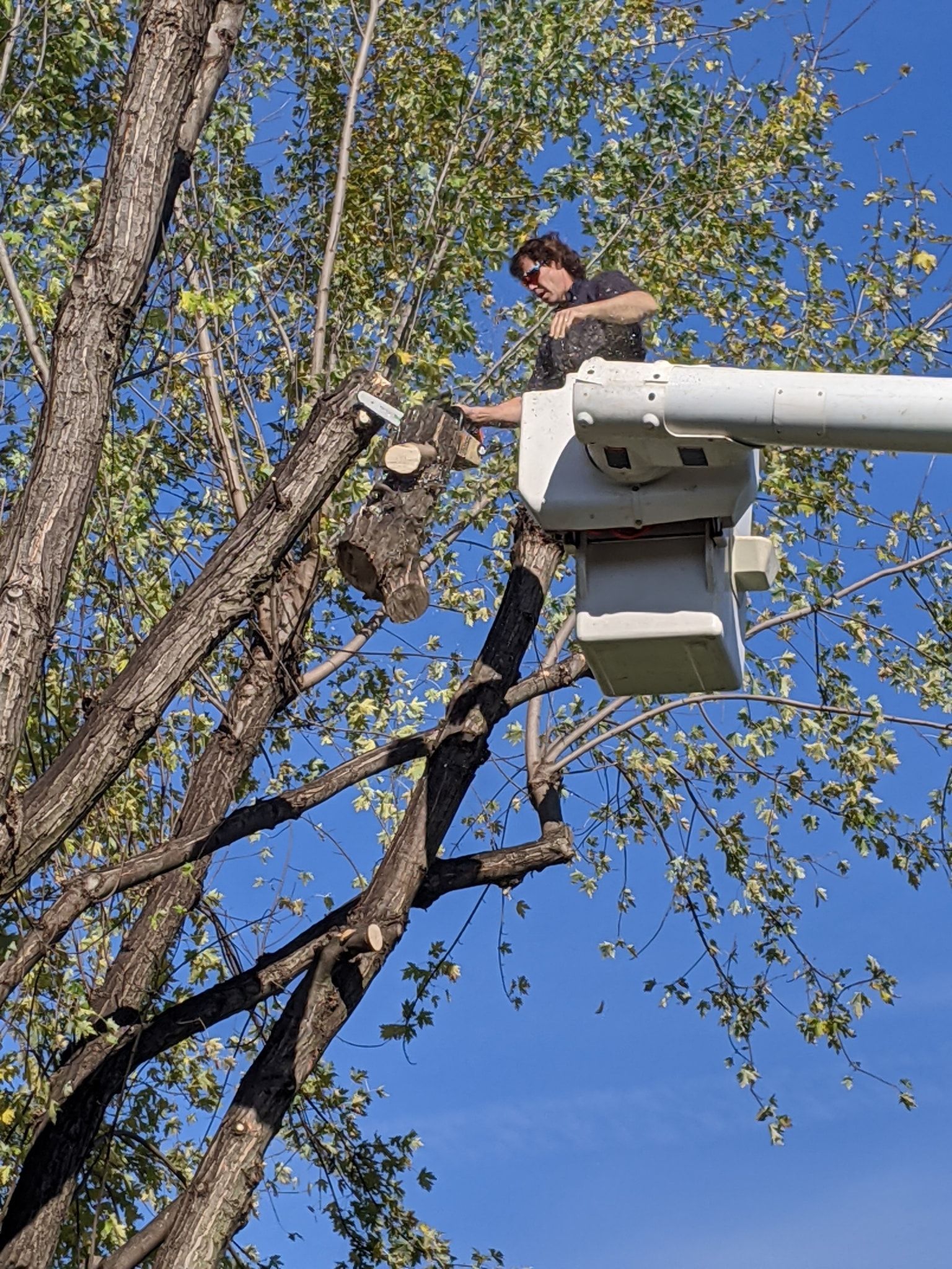 A man is cutting a tree from a bucket truck.