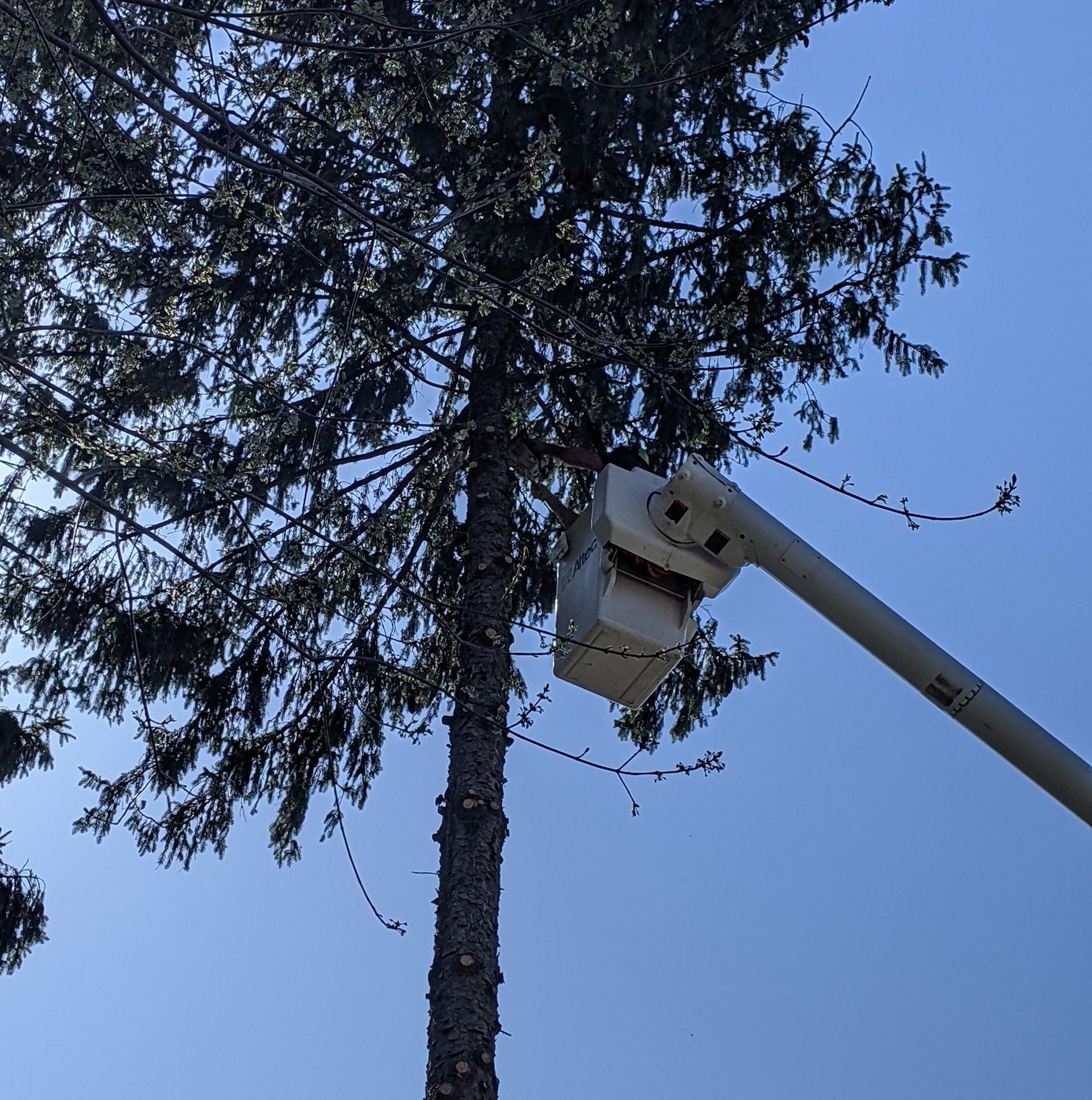 A tree being cut down by a crane with a blue sky in the background