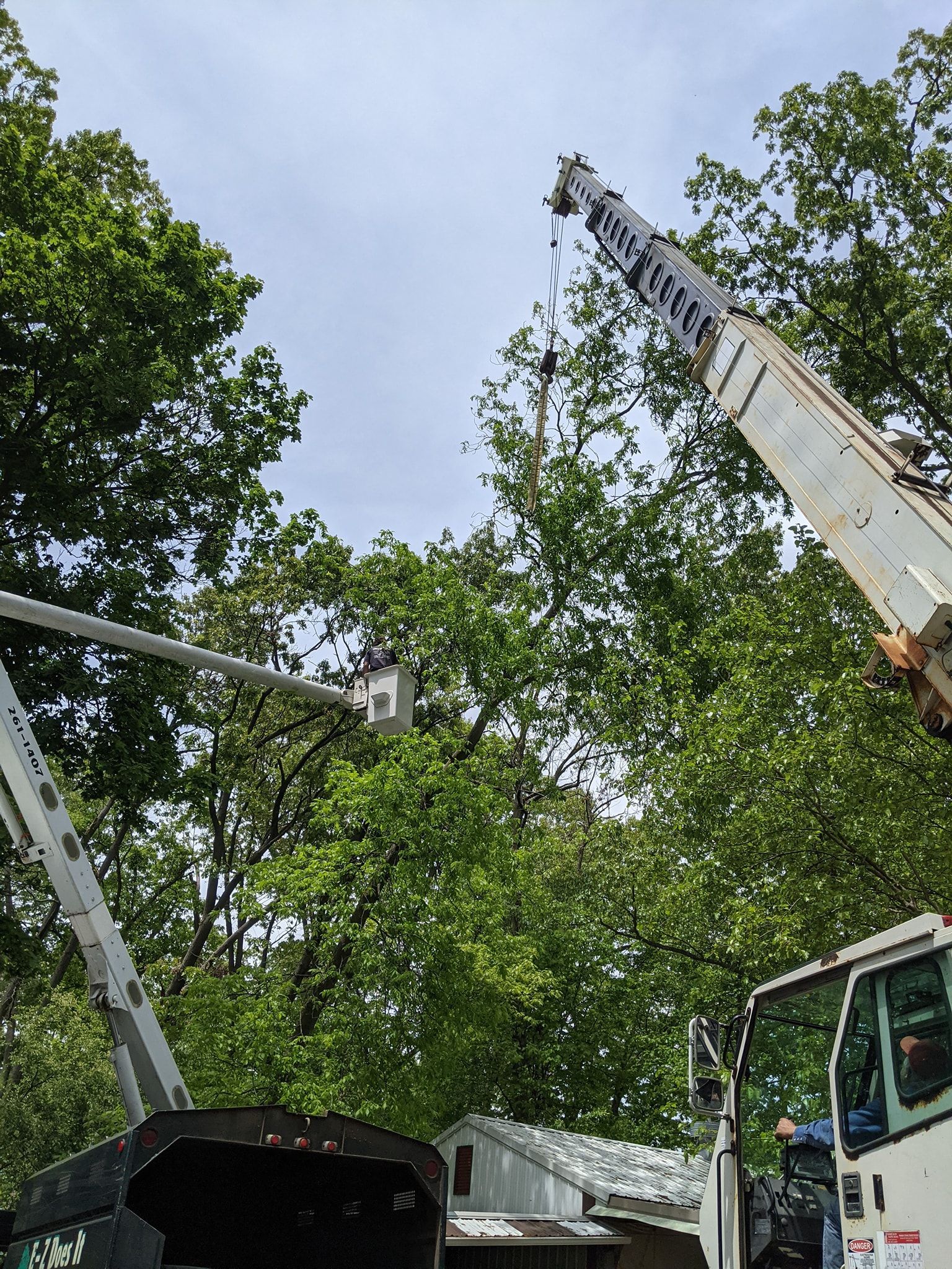A crane is lifting a tree in the air.