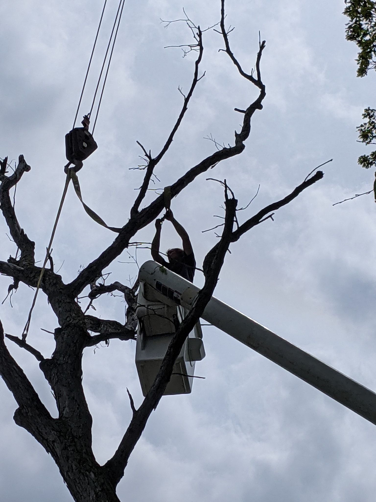 A man in a bucket is cutting a tree.