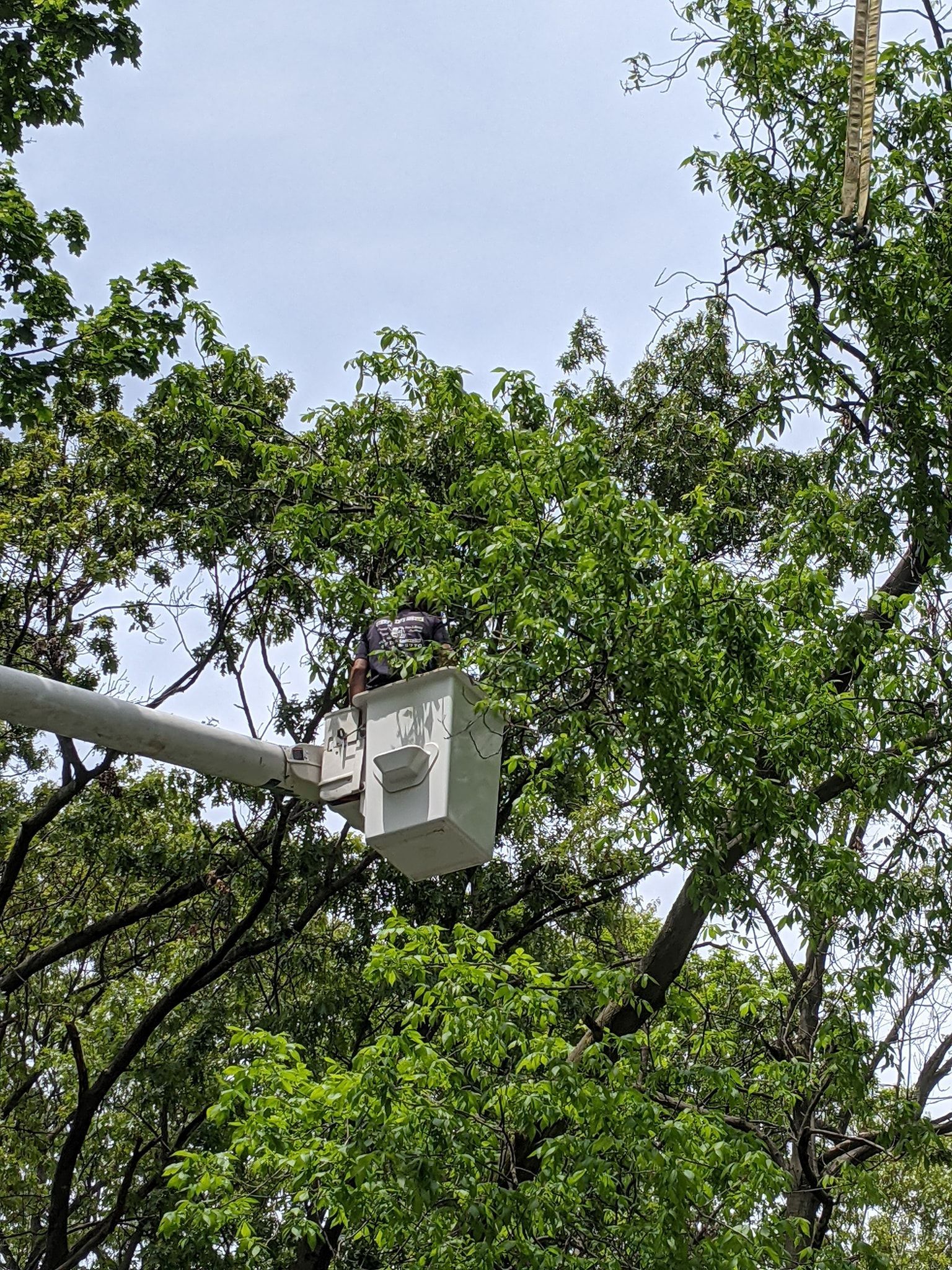 A man is cutting a tree with a bucket truck.