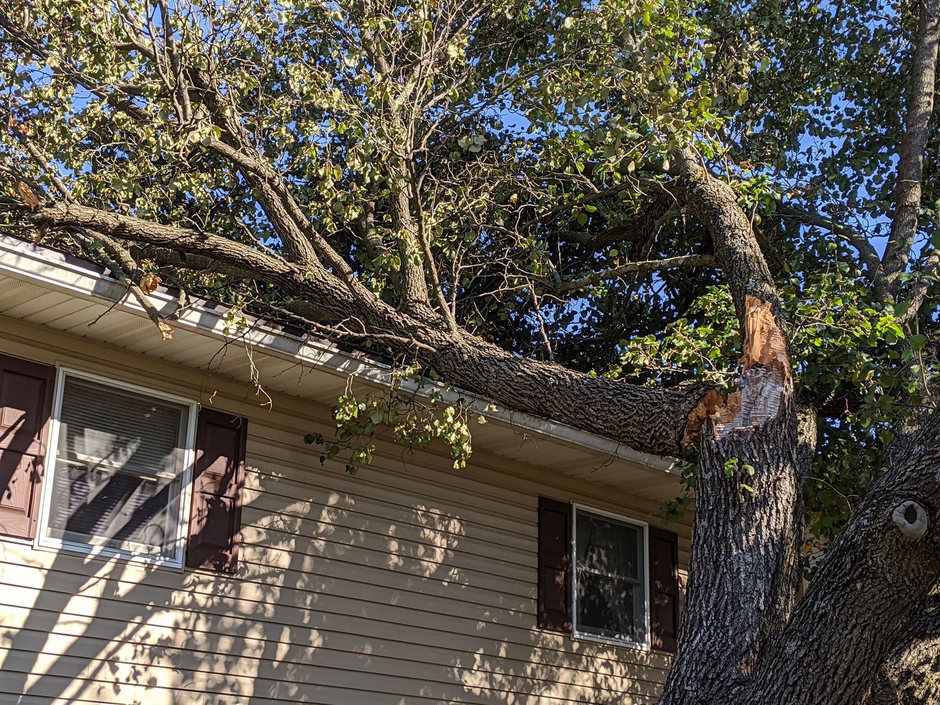 A tree has fallen on the roof of a house.