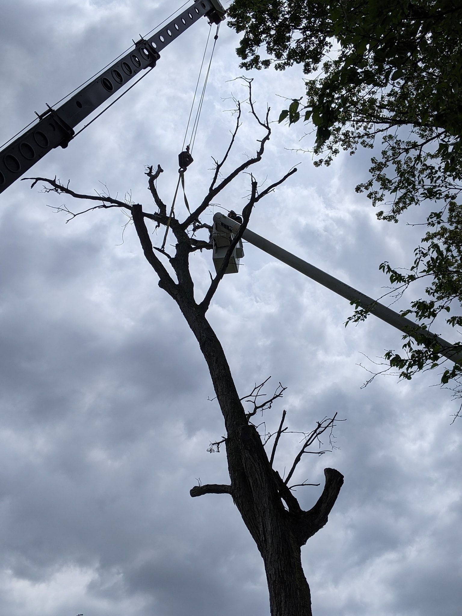 A tree being cut down by a crane with a cloudy sky in the background