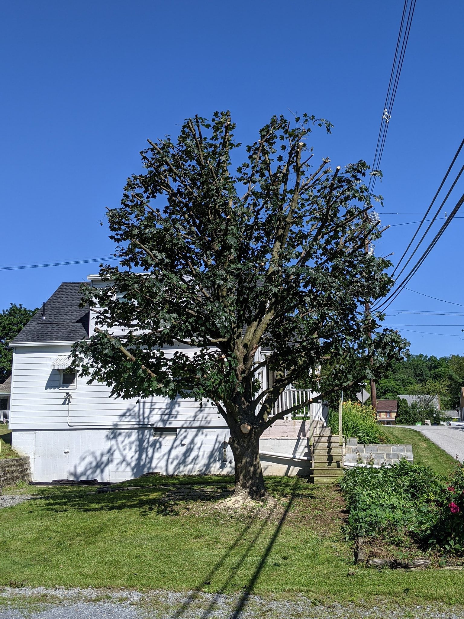 A tree in front of a white house on a sunny day.