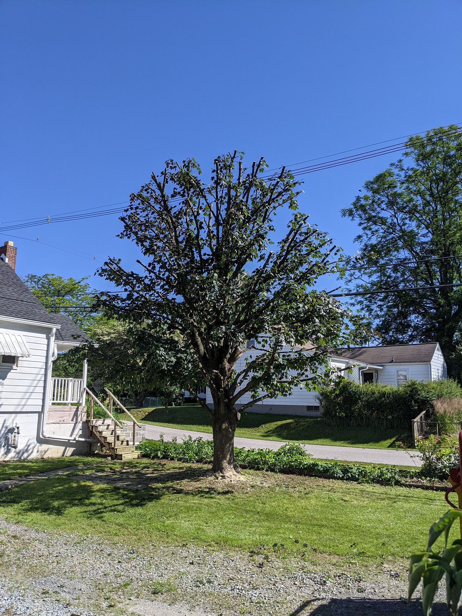 A tree in a yard with a house in the background.