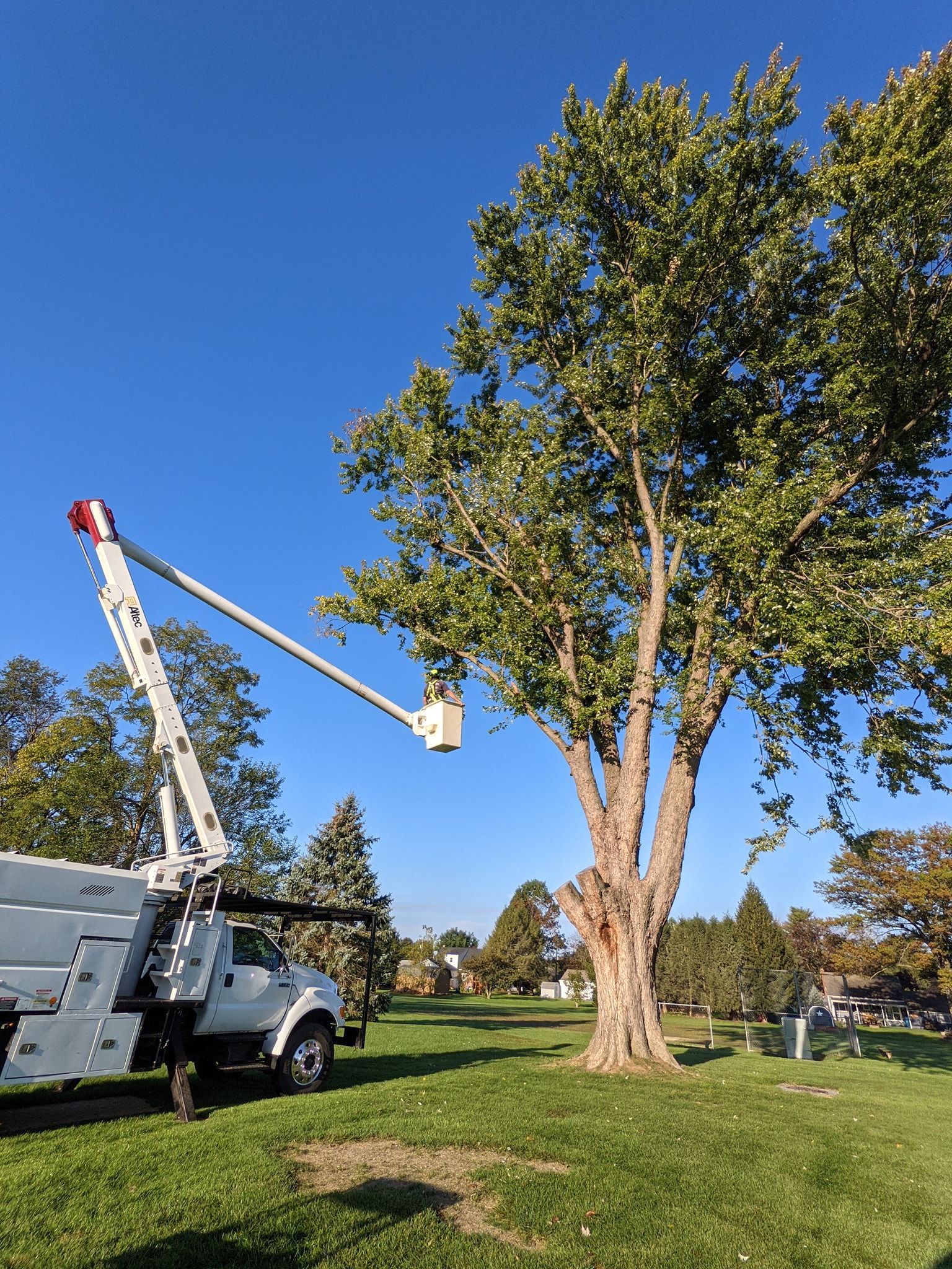 A white truck is parked in a grassy field next to a tree.