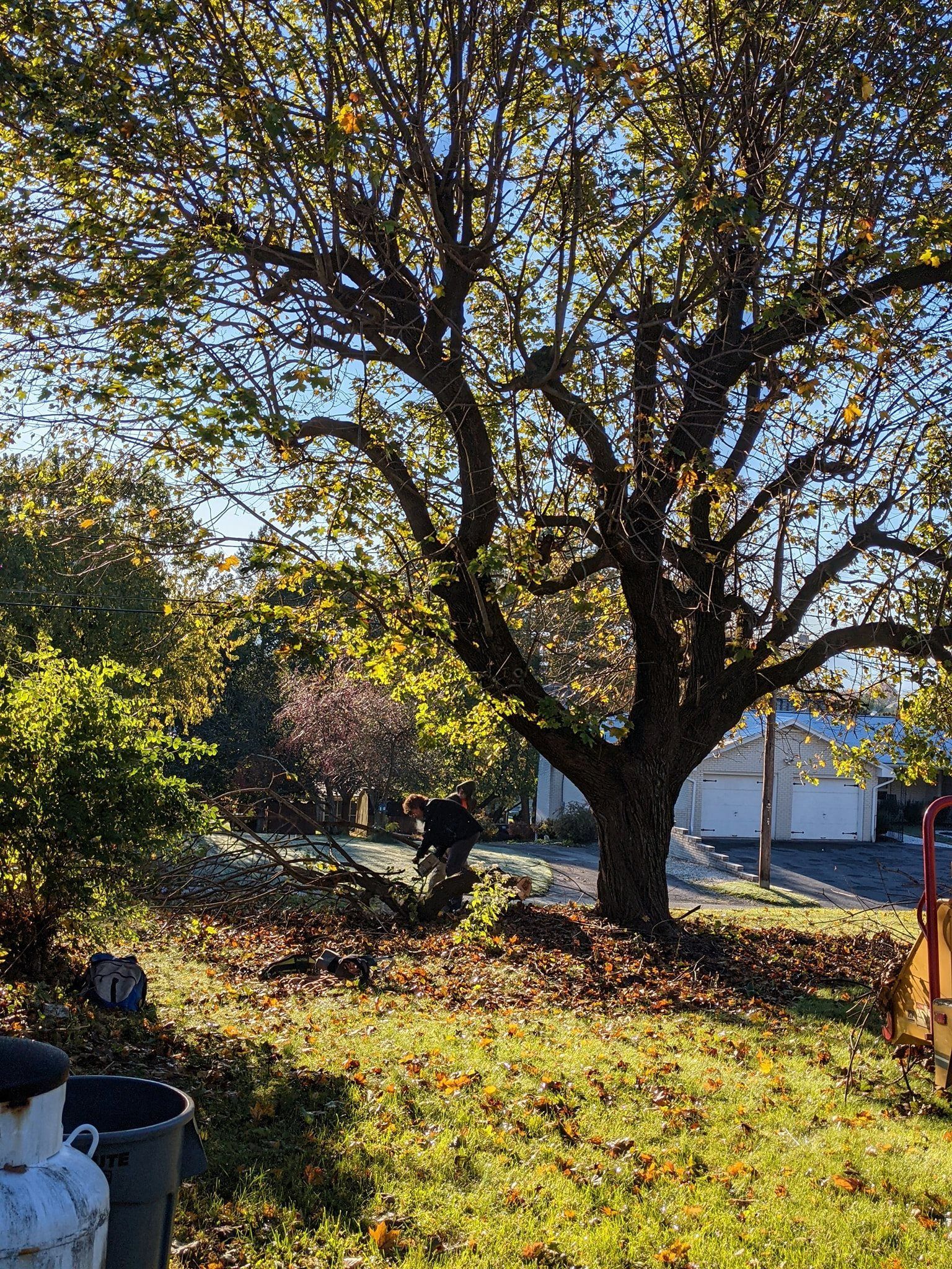A man is raking leaves from a tree in a yard.