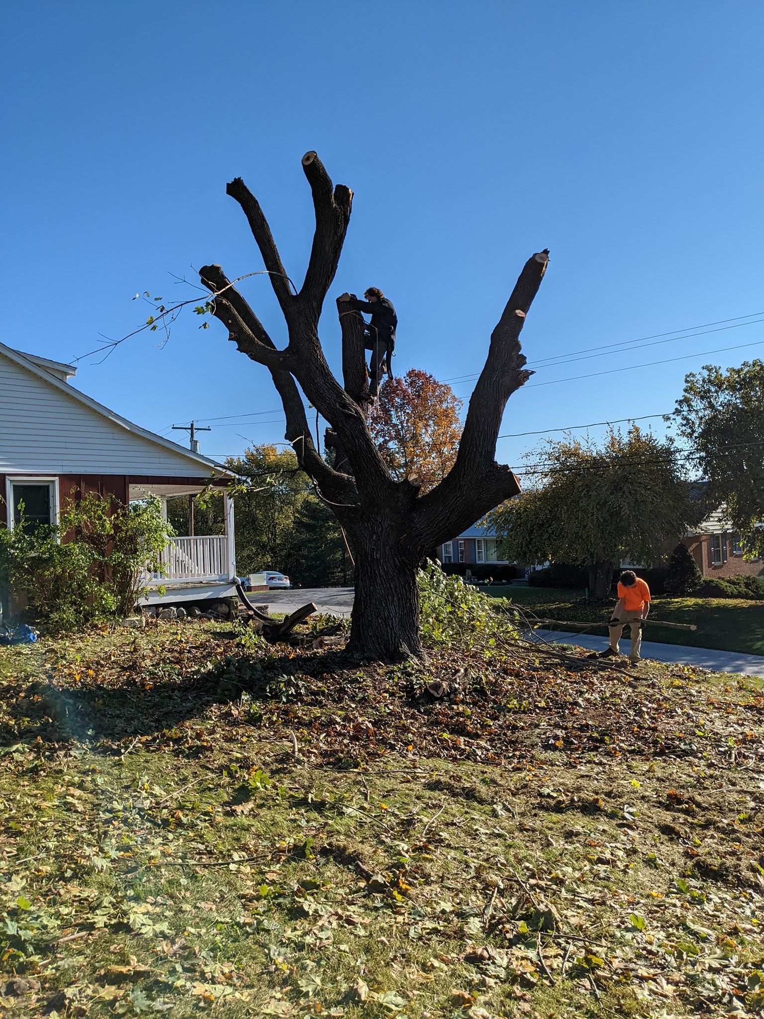 A tree is being cut down in front of a house.
