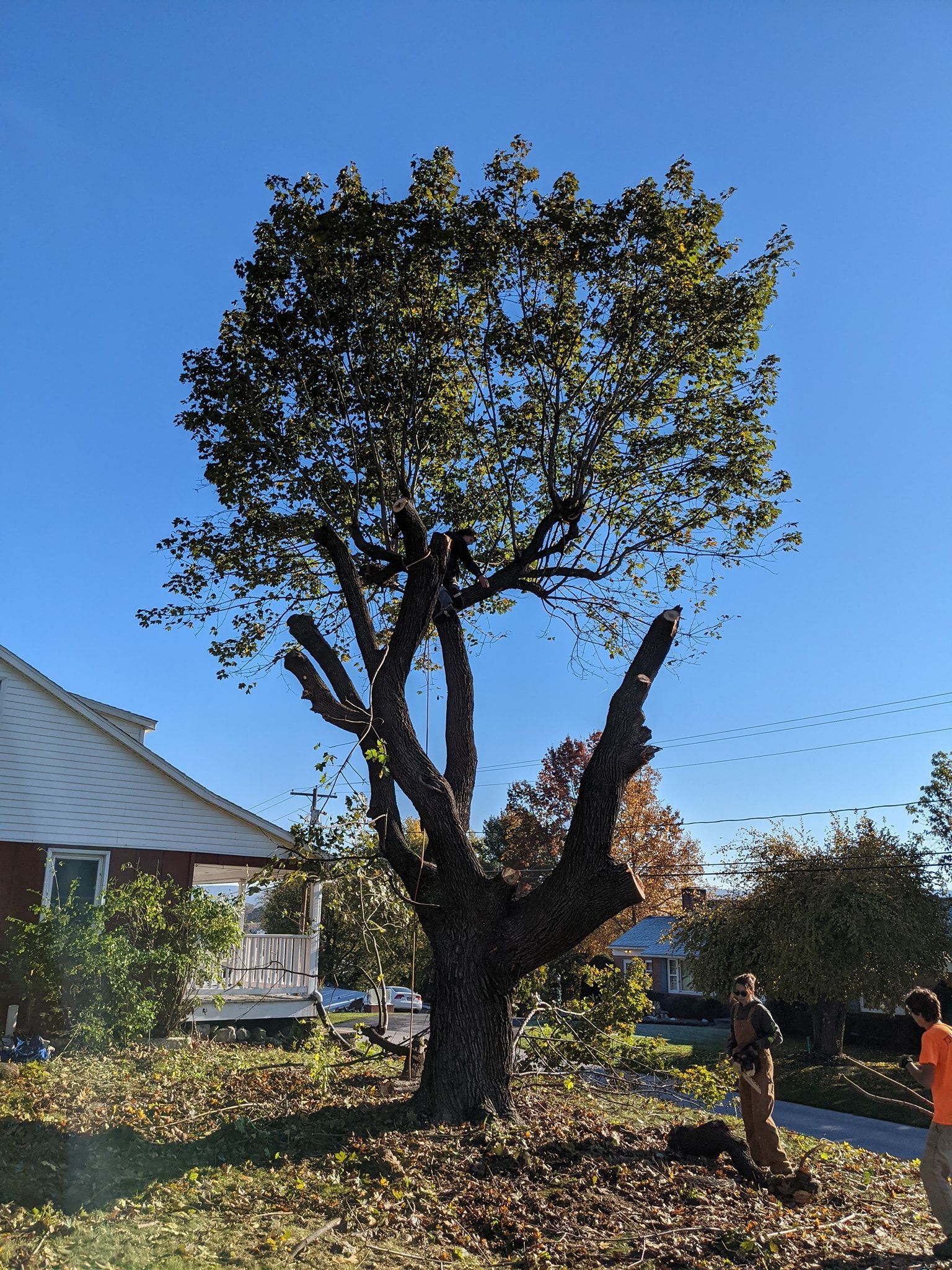 A man is standing next to a large tree in front of a house.