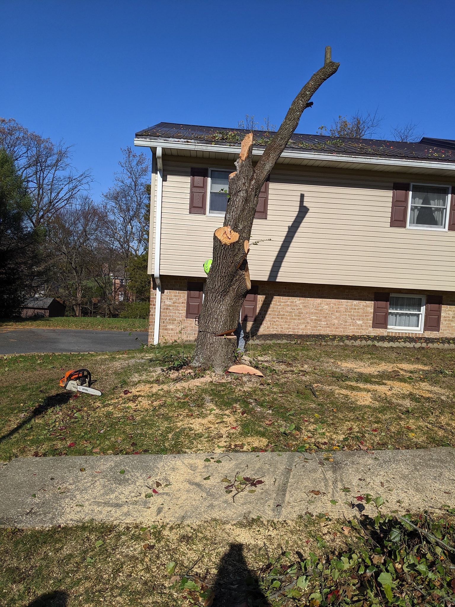 A tree is being cut down in front of a house.