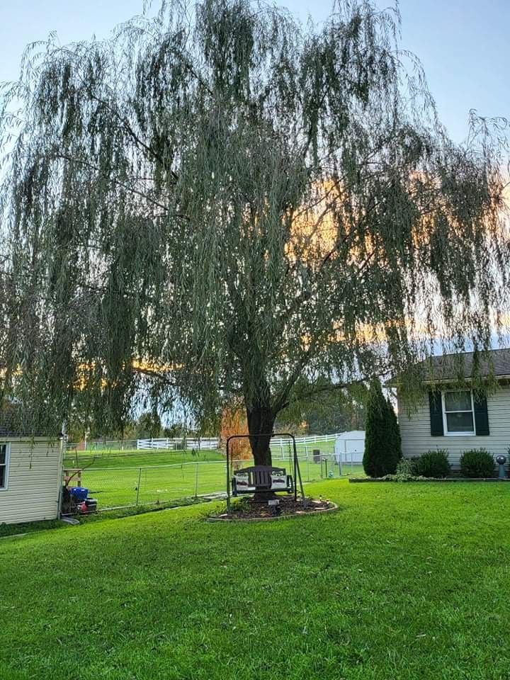 A large willow tree is in the middle of a lush green yard in front of a house.