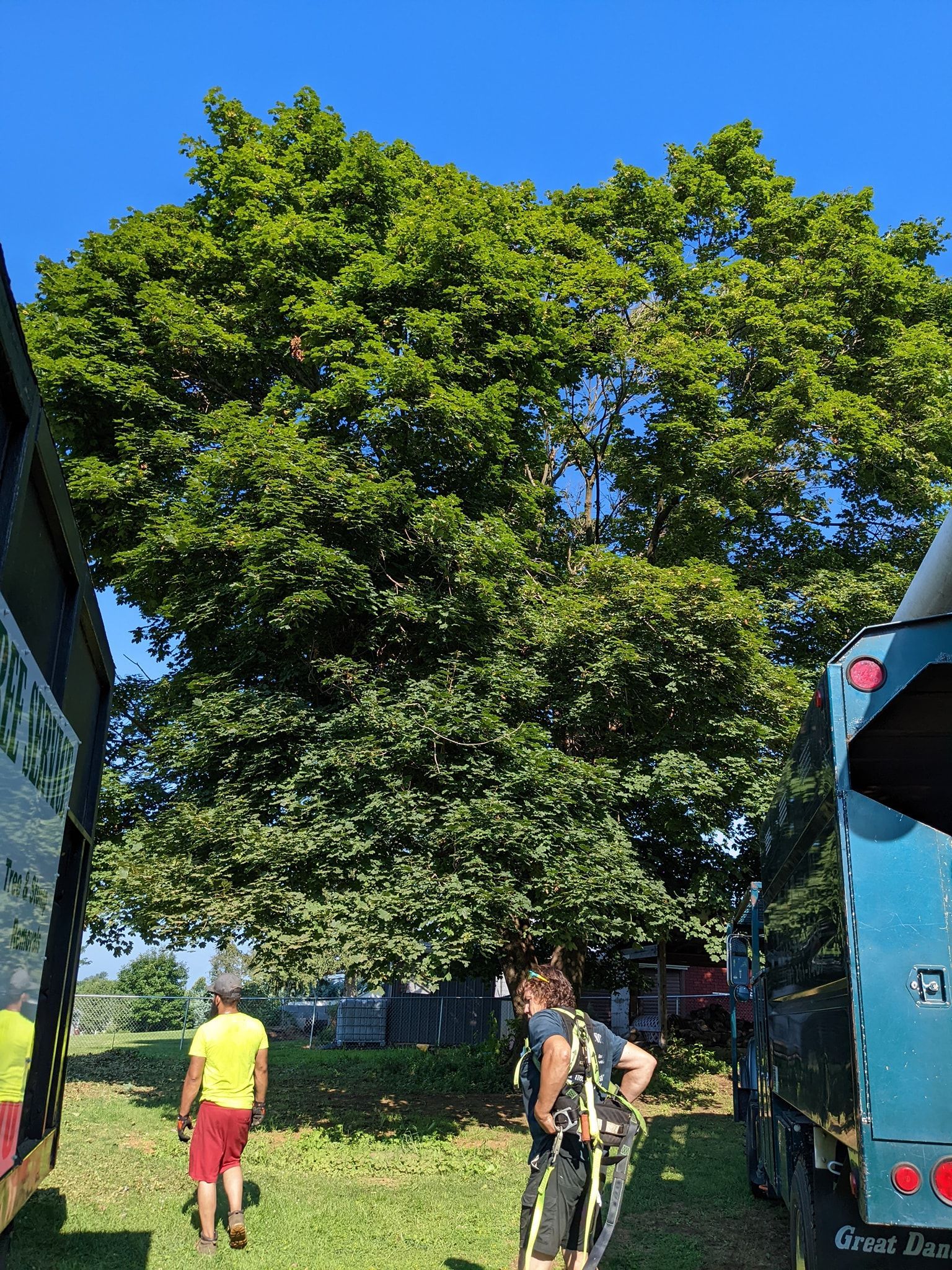 A group of people are standing in front of a large tree.
