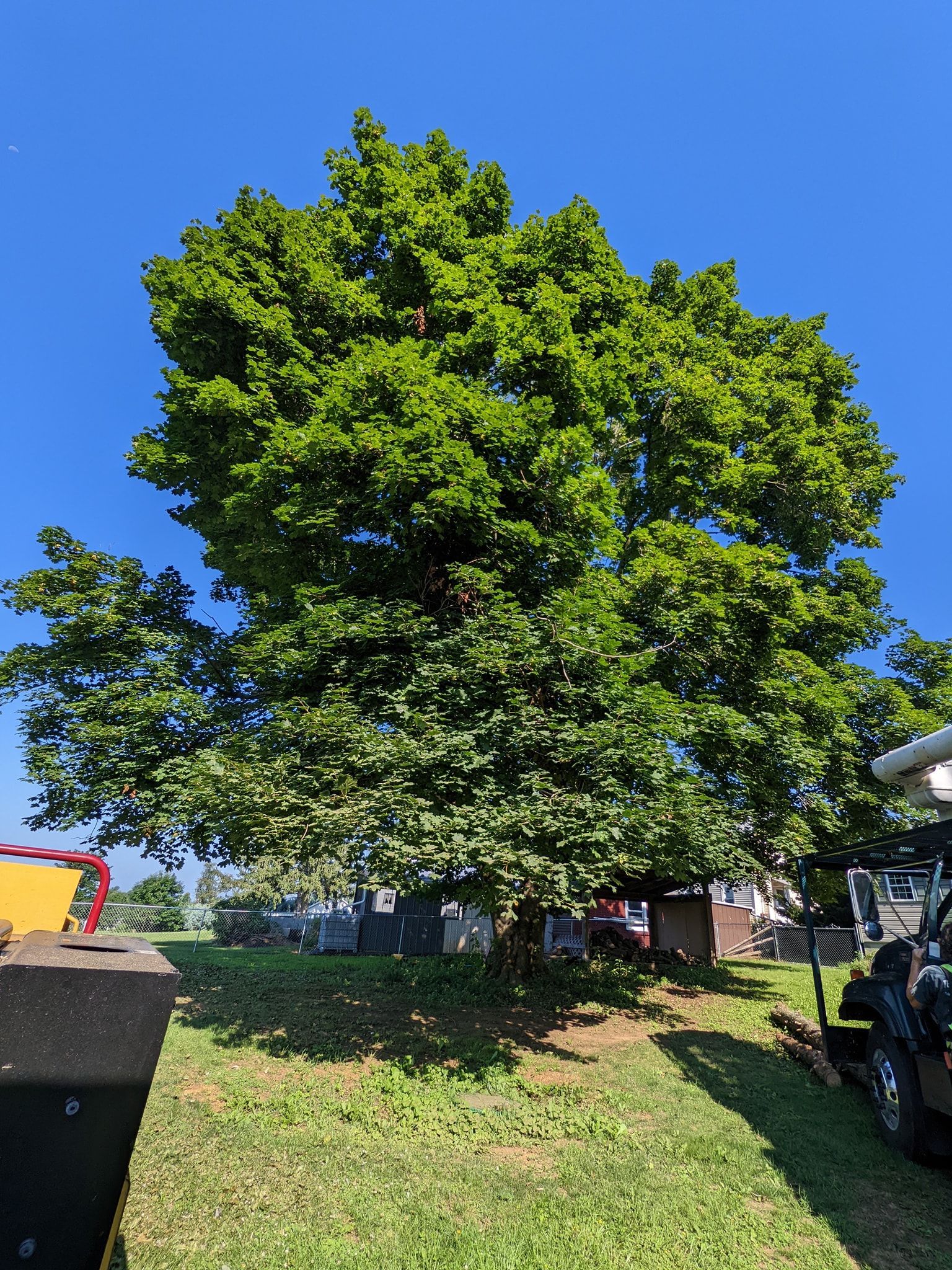 A large tree is sitting in the middle of a grassy field.