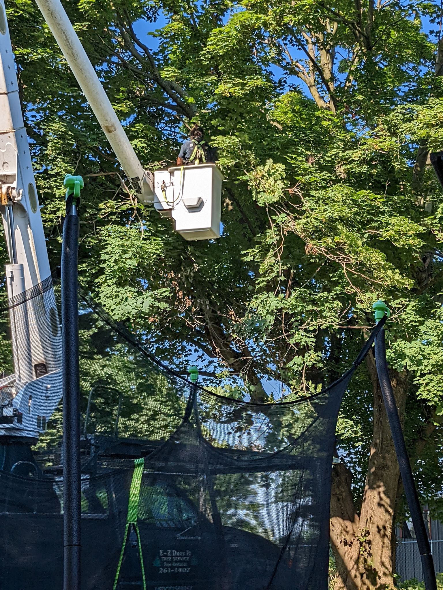 A man in a bucket is cutting a tree.