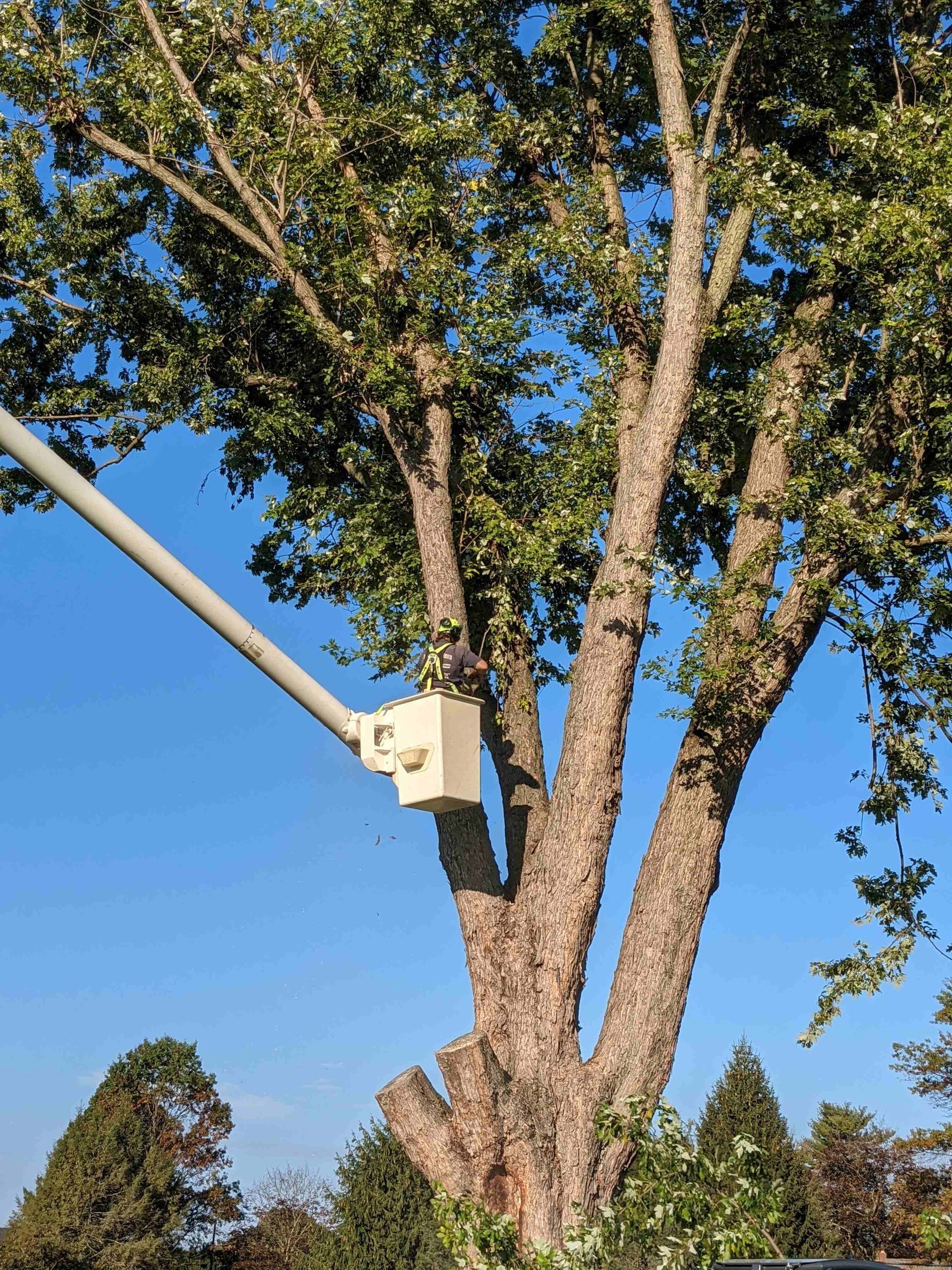 A person is cutting a tree with a bucket attached to it.