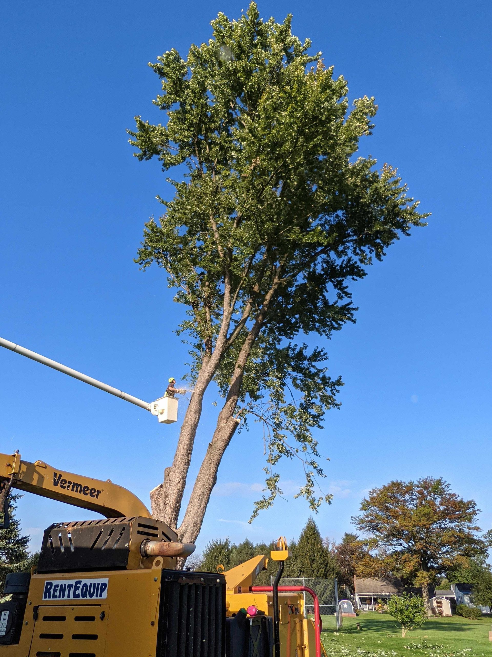 A large tree is being cut down by a yellow machine.