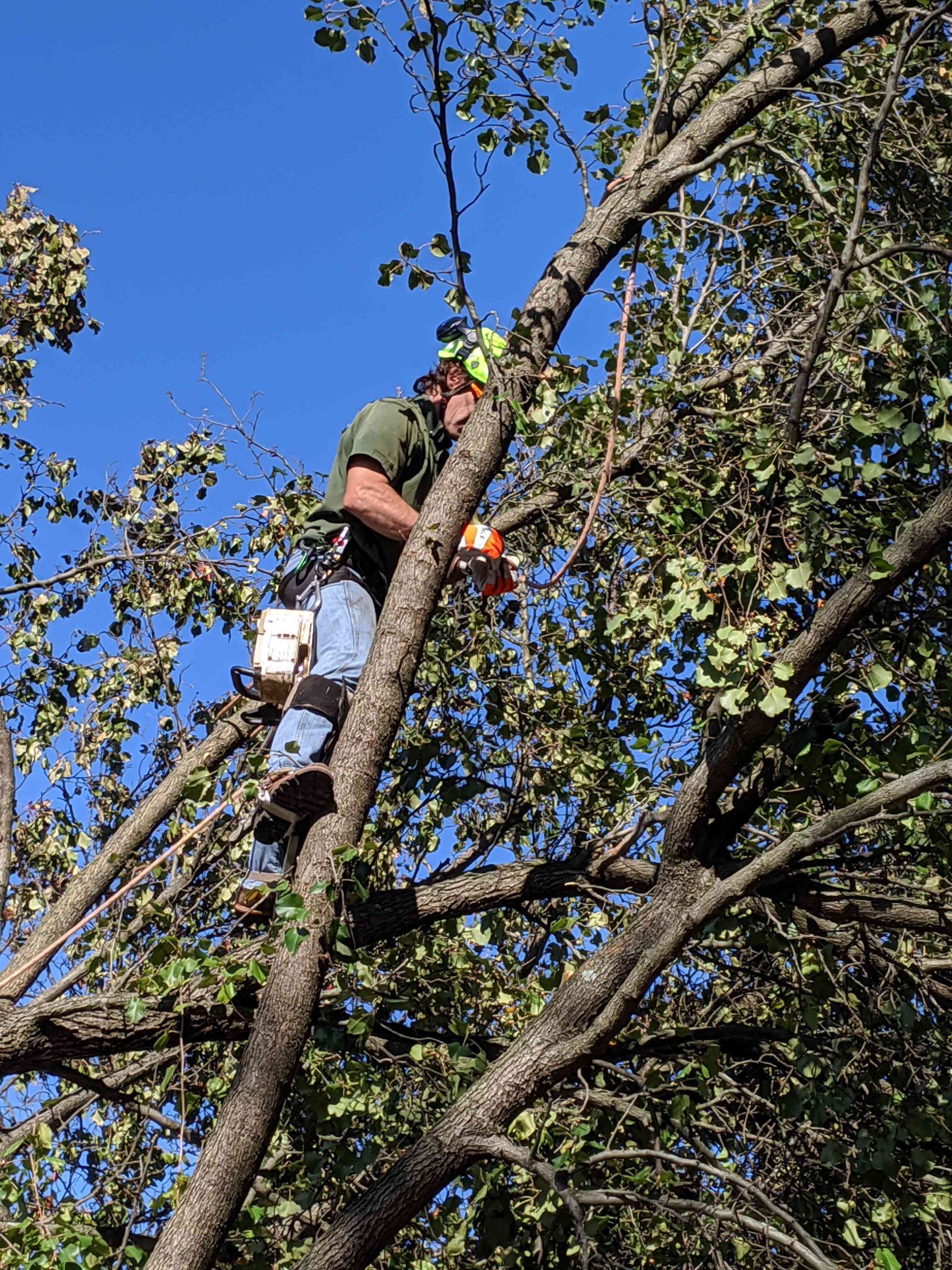 A man is cutting a tree with a chainsaw.